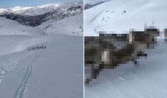 雪山でスキーを楽しんでいたら、前方に『ある動物の群れ』を発見!なんと真横を並走するまでできました!!【海外・動画】