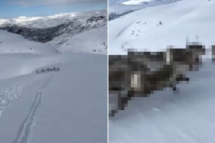 雪山でスキーを楽しんでいたら、前方に『ある動物の群れ』を発見！なんと真横を並走するまでできました！！【海外・動画】