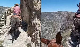 ラバに乗って目指すはテキサスの最高峰「グアダルーペ・ピーク」の頂!その道中は、絶景以外にも息をのむ!!【アメリカ・動画】