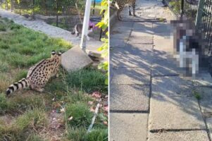 向こうからやって来る猫をワッ！と驚かそうとしたサーバルキャット。ところが猫から返ってきたリアクションは・・【海外・動画】