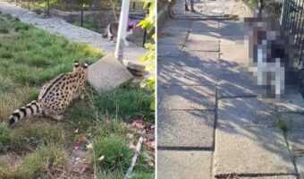 向こうからやって来る猫をワッ！と驚かそうとしたサーバルキャット。ところが猫から返ってきたリアクションは・・【海外・動画】