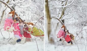 寒さに負けることなく木の枝を奪い合う犬たち。しかし、誰も勝利を手にすることはできないでしょう。なぜならその木の枝は・・