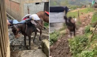 大変!ラバが突然大暴走!?背中に乗せていた男性を振り落とすと、興奮した様子で『ある動き』を繰り返します