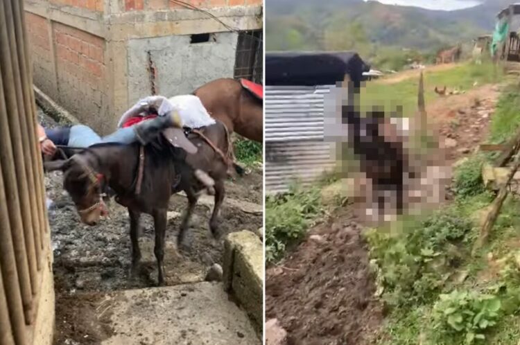 大変！ラバが突然大暴走！？背中に乗せていた男性を振り落とすと、興奮した様子で『ある動き』を繰り返します