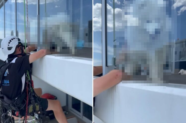掃除中に手を止めてしまった高所清掃作業員さん。作業が中断したその理由は、ガラスの向こうに！！【海外・動画】