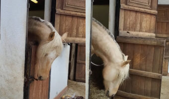 広い場所で過ごしていたいのか、馬房の扉を上手に開けた馬。よくあることということなので、もう慣れたもののようです【海外・動画】