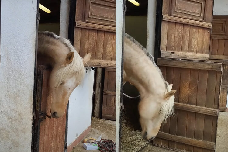 広い場所で過ごしていたいのか、馬房の扉を上手に開けた馬。よくあることということなので、もう慣れたもののようです【海外・動画】