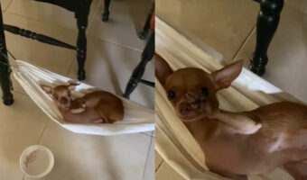 愛犬がリラックスしているのは、テーブルの下に用意されたハンモック！ジャストサイズのハンモックでのんびりくつろぐその姿がとてもかわいい！！