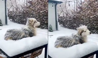 シベリアンハスキーは雪が降ってたらむしろお家に入りたくない?!庭のデーブルの上にデン!と構えていても寒くないみたい【アメリカ・動画】