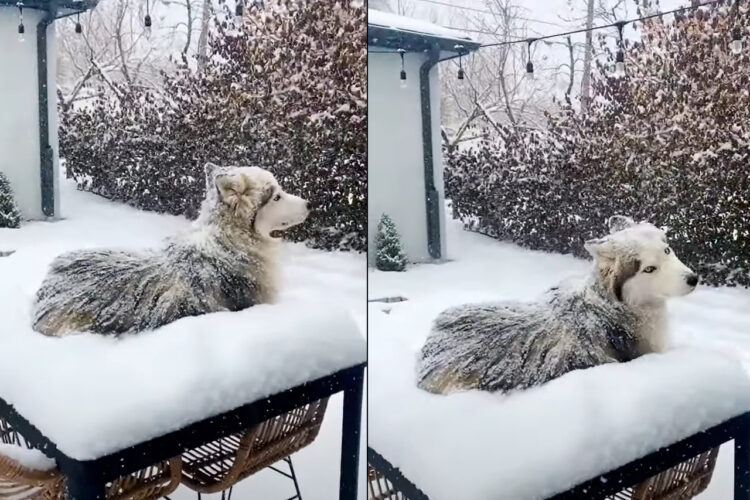 シベリアンハスキーは雪が降ってたらむしろお家に入りたくない？！庭のデーブルの上にデン！と構えていても寒くないみたい【アメリカ・動画】