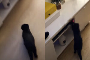 一直線にゲーム機の電源を入れに行ってくれた子猫。いったいどうやってそんなお手伝いをしてもらったの？？