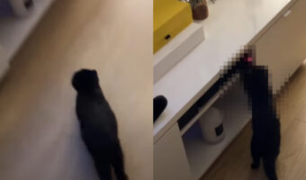 一直線にゲーム機の電源を入れに行ってくれた子猫。いったいどうやってそんなお手伝いをしてもらったの??