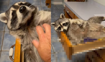 昼寝するつもりなのか、ゴロりと寝転がっているアライグマ。だけど、そのくつろいでいる場所がおかしいのです・・【アメリカ・動画】