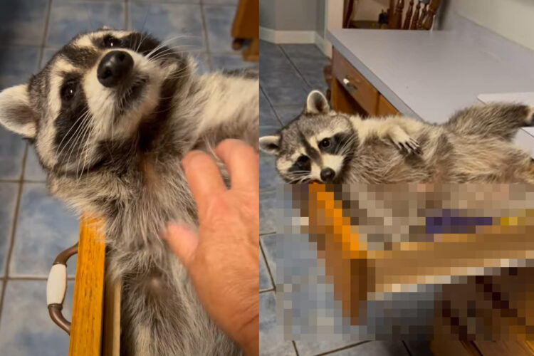 昼寝するつもりなのか、ゴロりと寝転がっているアライグマ。だけど、そのくつろいでいる場所がおかしいのです・・【アメリカ・動画】