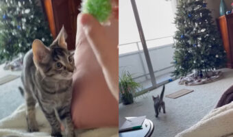 ボール遊びをして遊ぶ子猫。たまに飼い主さんにイジワルされちゃう時もありますが・・、投げてもらったボールを取ってくるのが楽しいみたい！！