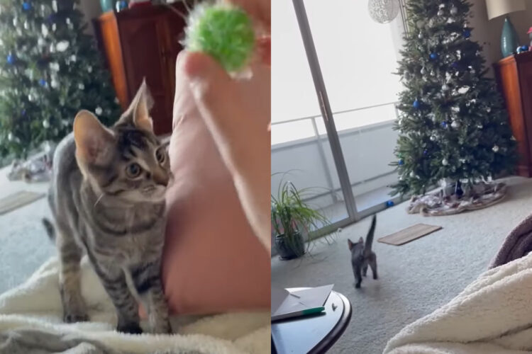 ボール遊びをして遊ぶ子猫。たまに飼い主さんにイジワルされちゃう時もありますが・・、投げてもらったボールを取ってくるのが楽しいみたい！！