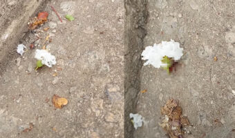 地面にゆっくり動いていく花が!よく見たらその下には『がんばりやさん』の姿がありました!!【海外・動画】