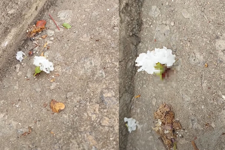 地面にゆっくり動いていく花が！よく見たらその下には『がんばりやさん』の姿がありました！！【海外・動画】