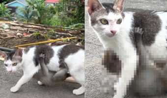 歩いている猫になんだか違和感。よく見たらその体にギュッと抱きつく『ある動物』の赤ちゃんの姿が！！【海外・動画】