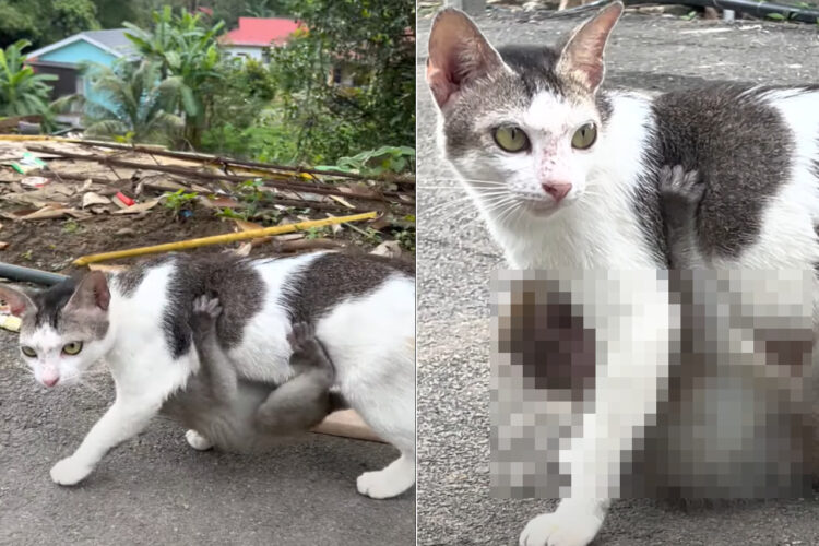 歩いている猫になんだか違和感。よく見たらその体にギュッと抱きつく『ある動物』の赤ちゃんの姿が！！【海外・動画】