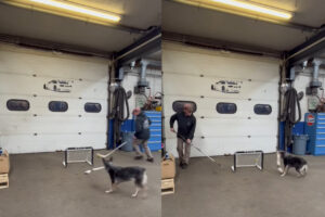 この犬、スポーツ万能過ぎる！！スティックを構えて見事にシュートを決めました！！