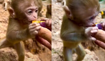 一生懸命もぐもぐと・・。サルの赤ちゃんは差し出された果実を一生懸命かぶりついています！！【海外・動画】