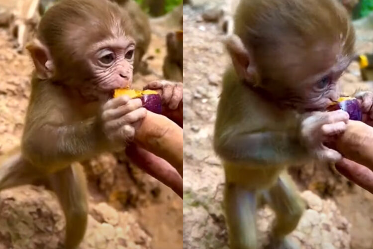 一生懸命もぐもぐと・・。サルの赤ちゃんは差し出された果実を一生懸命かぶりついています！！【海外・動画】