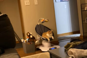 猫がくつろいでいるのは・・、電動バウンサーの中！？ずいぶんと気に入っているようなので、出てくるのは相当先になりそう・・【アメリカ・動画】