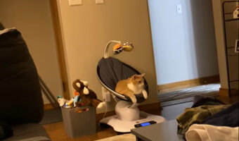 猫がくつろいでいるのは・・、電動バウンサーの中！？ずいぶんと気に入っているようなので、出てくるのは相当先になりそう・・【アメリカ・動画】
