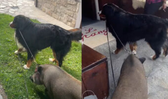 ホテルの敷地内を仲良く散歩中の犬とブタ。よく見ればブタのことをリードしているのって・・【海外・動画】