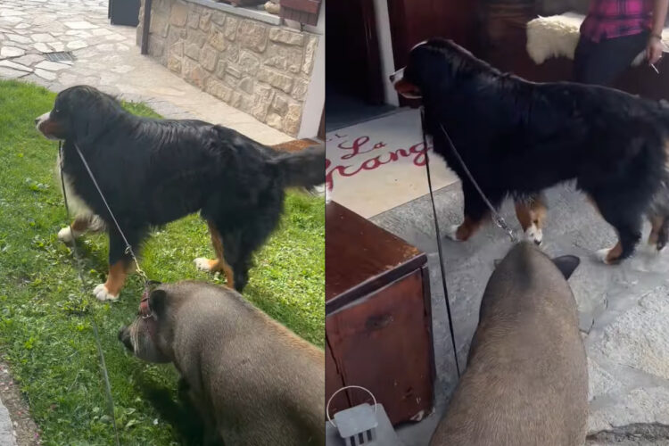 ホテルの敷地内を仲良く散歩中の犬とブタ。よく見ればブタのことをリードしているのって・・【海外・動画】