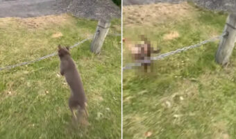 愛犬にまさかのハプニングが！「さあ、行こう！」と声をかけたところ、チェーンポールを飛び越えようとしたのですがジャンプのタイミングを間違えたようで・・