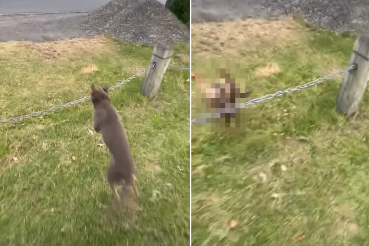 愛犬にまさかのハプニングが！「さあ、行こう！」と声をかけたところ、チェーンポールを飛び越えようとしたのですがジャンプのタイミングを間違えたようで・・