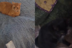 ベッドの上に腰掛ける猫。布団の下にもう一匹がいるような膨らみがありますが、布団をめくっても誰もいない。そこでもう一枚めくってみますが・・