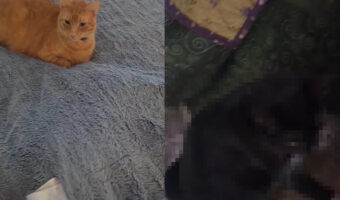ベッドの上に腰掛ける猫。布団の下にもう一匹がいるような膨らみがありますが、布団をめくっても誰もいない。そこでもう一枚めくってみますが・・
