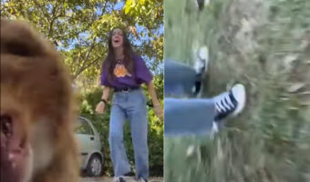 大変だ！犬がカメラをくわえて走って行っちゃった！！後から映像を確認したら、この犬の目線の疾走感ある映像が撮れていました！！