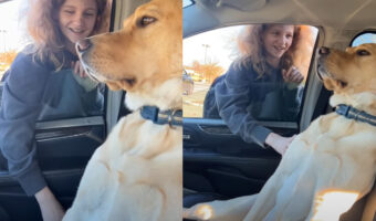 助手席がいいの！！ラブラドールレトリバーは席を譲るつもりはないようで、男の子が乗ろうとする助手席にでん！と腰を据えています