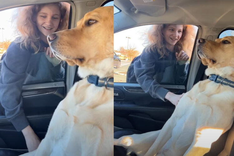 助手席がいいの！！ラブラドールレトリバーは席を譲るつもりはないようで、男の子が乗ろうとする助手席にでん！と腰を据えています