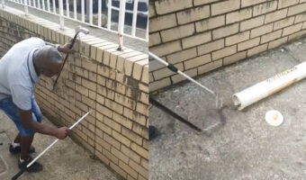 レンガ壁の隙間に細い棒を差し込む男性。いったい何をしているのかと思いきや・・、『ある生き物』がそこに入り込んでいたのです！！