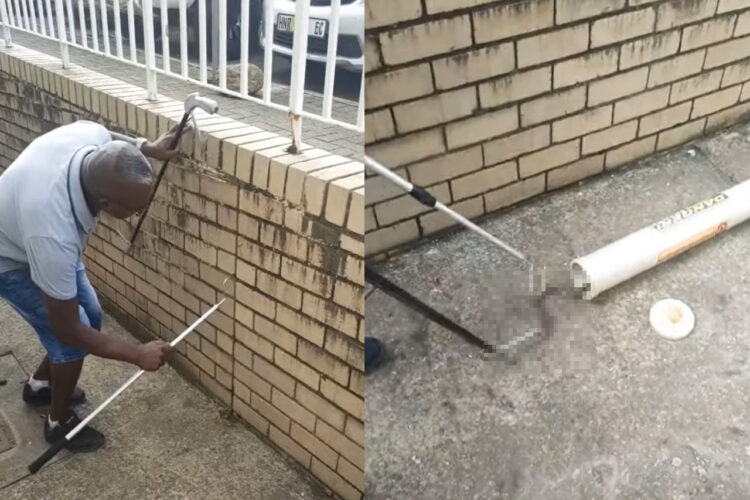 レンガ壁の隙間に細い棒を差し込む男性。いったい何をしているのかと思いきや・・、『ある生き物』がそこに入り込んでいたのです！！