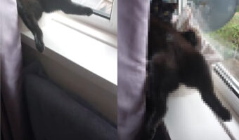 お気に入りだという窓辺でお昼寝をする黒猫。そのくつろぎっぷり、正にお猫様!!【海外・動画】