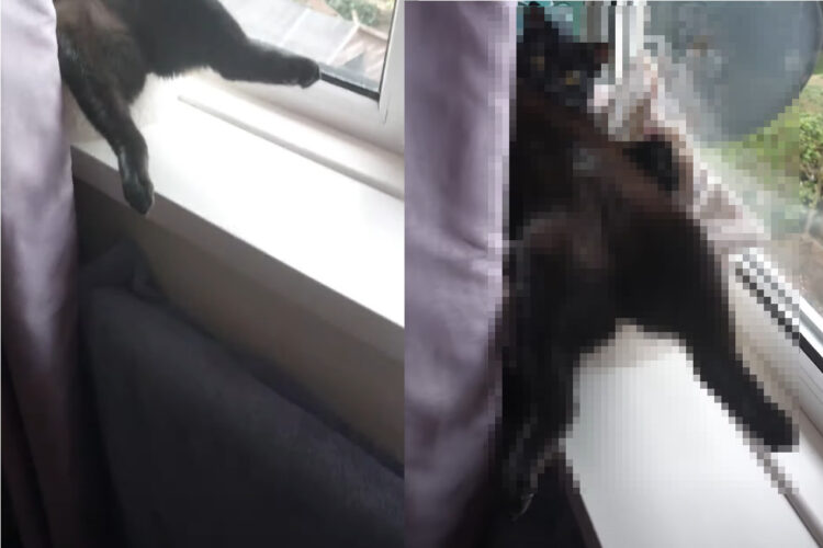 お気に入りだという窓辺でお昼寝をする黒猫。そのくつろぎっぷり、正にお猫様！！【海外・動画】
