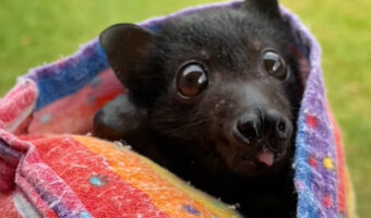 キラキラ輝くまんまるな目がかわいいこの生き物。その正体が意外すぎ！！【海外・動画】