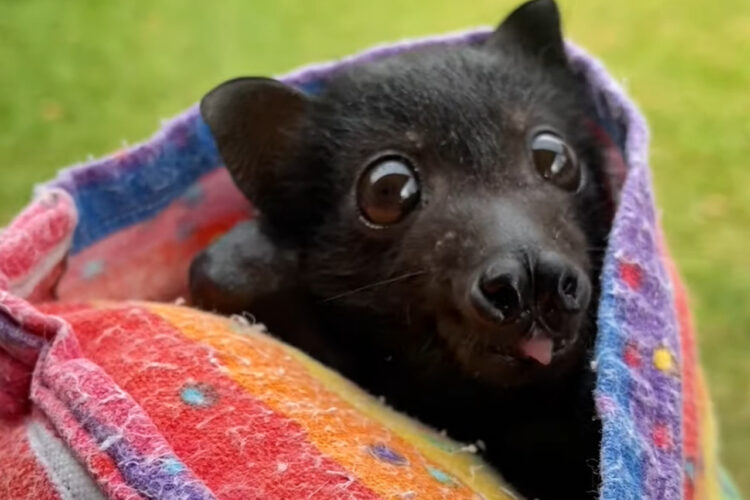 キラキラ輝くまんまるな目がかわいいこの生き物。その正体が意外すぎ！！【海外・動画】