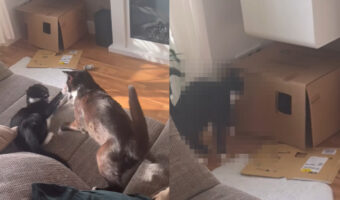 もしかして恋愛ドラマのワンシーン?2匹の猫のやり取りがカレシに愛想を尽かしたカノジョのそれすぎる・・!!【海外・動画】