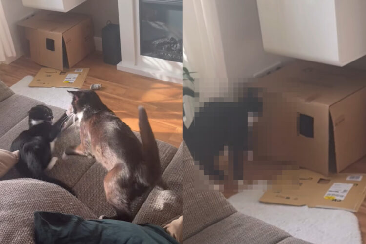 もしかして恋愛ドラマのワンシーン？2匹の猫のやり取りがカレシに愛想を尽かしたカノジョのそれすぎる・・！！【海外・動画】