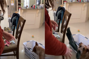 忙しいママさんをキャトルドッグがお手伝い！ママさんに洗濯かごからたたむものをひとつひとつ取ってくれます！！【海外・動画】