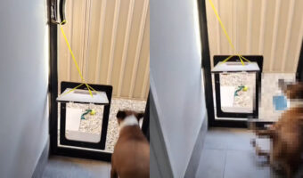 ペットドアの向こうにオモチャを放った撮影者さん。それを追って愛犬が走っていくのですが・・!!