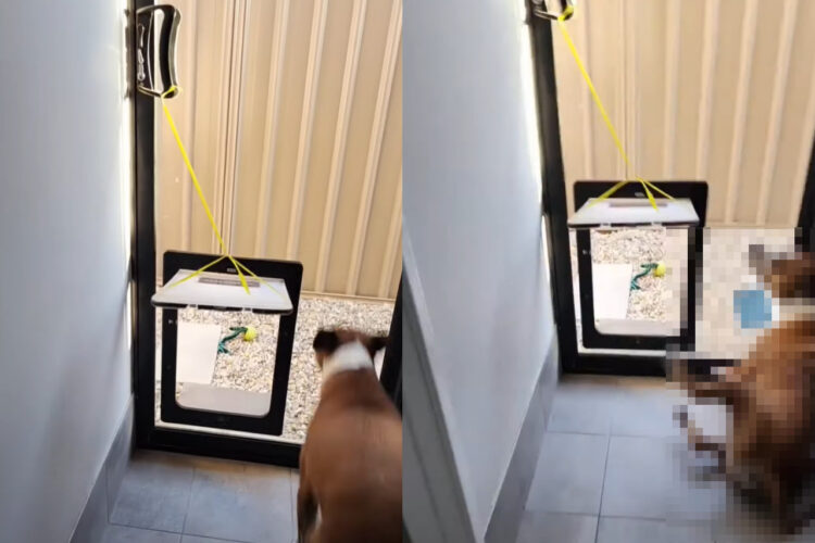 ペットドアの向こうにオモチャを放った撮影者さん。それを追って愛犬が走っていくのですが・・！！