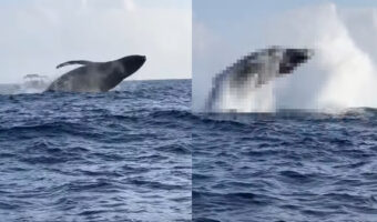 ホエールウォッチングで奇跡が起きた！「ブリーチング」と呼ばれる大きなジャンプを見られてラッキー！と思ったら・・、更に幸運な出来事が！！